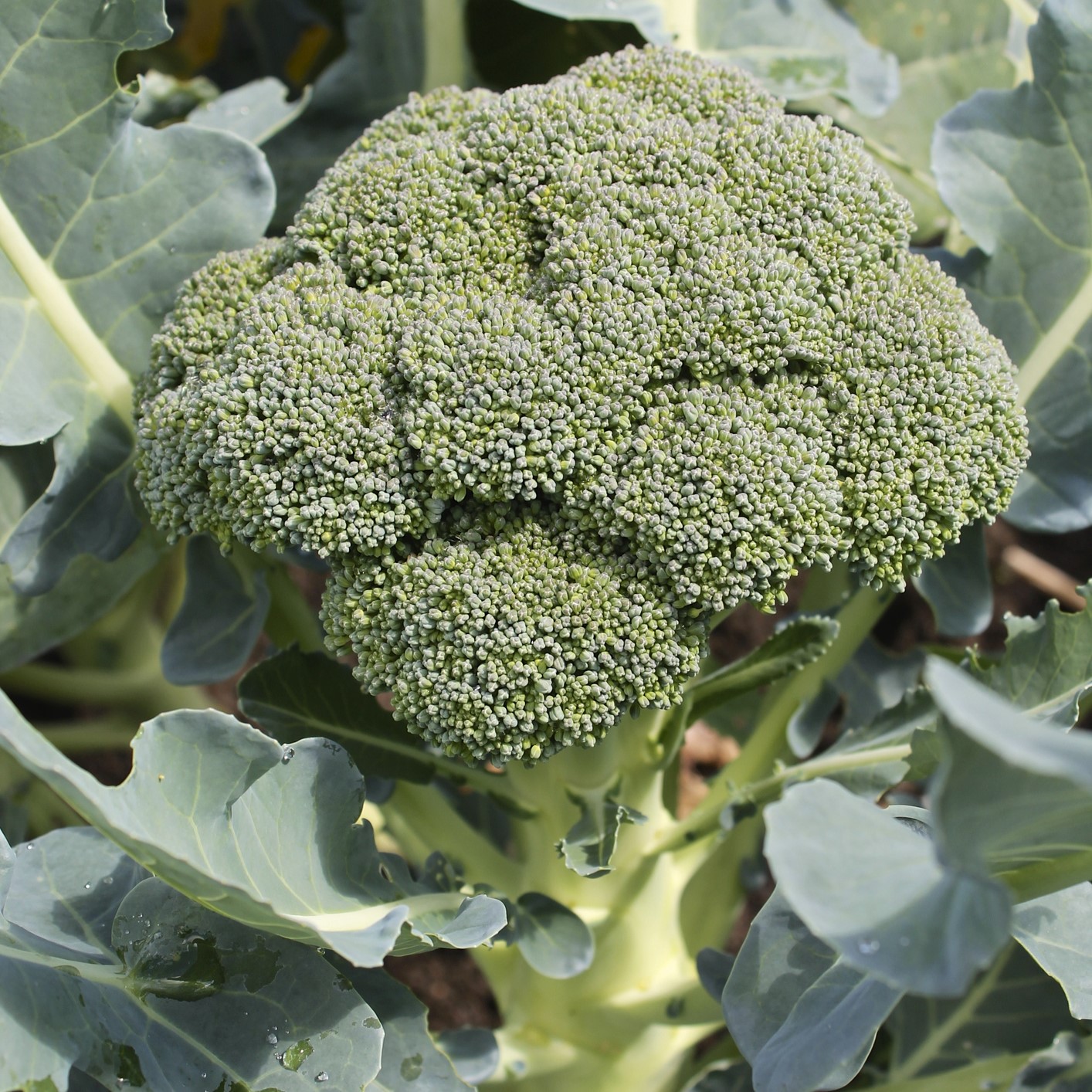 Green Sprouting Calabrese Broccoli